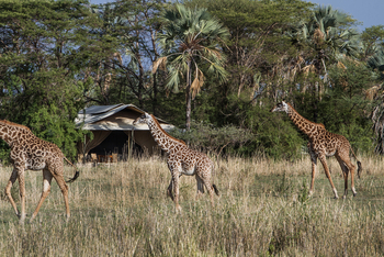 Chem Chem Lodge: Giraffen vor Gästezelt