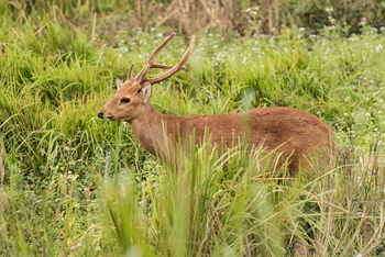 Diphlu River Lodge: Hirsch