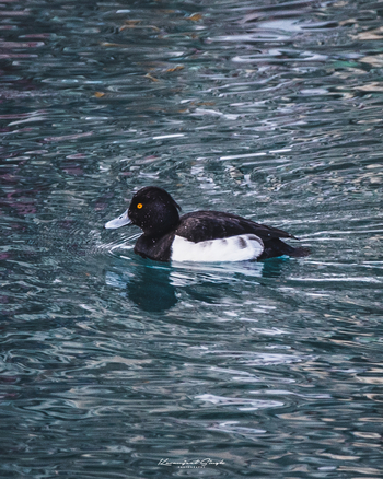 Drenmo Lodge Drenmo Lodge: Tufted Duck