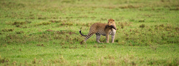 Dunia Camp: Leopard mit Warzenschwein