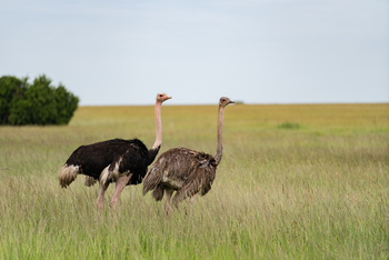 Elewana Serengeti Migration Camp: Afrikanische Strauße