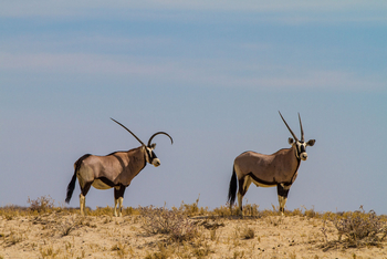 Epacha Game Lodge: Verbogenes Horn