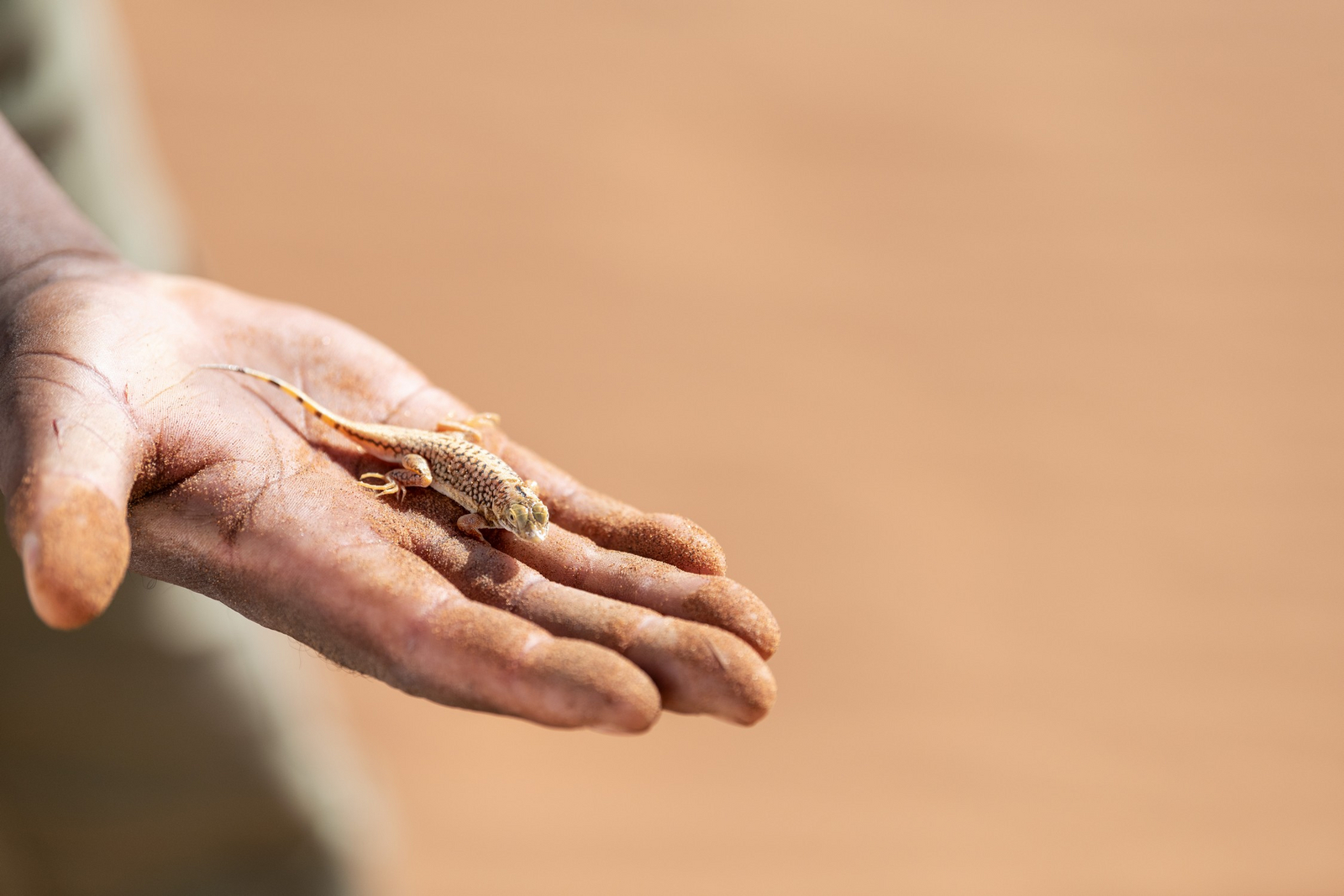 Hoodia Desert Lodge Hoodia Desert Lodge: Eidechse