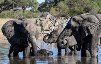 Imvelo Safaris Imvelo Safaris: Elefanten vor Zebras