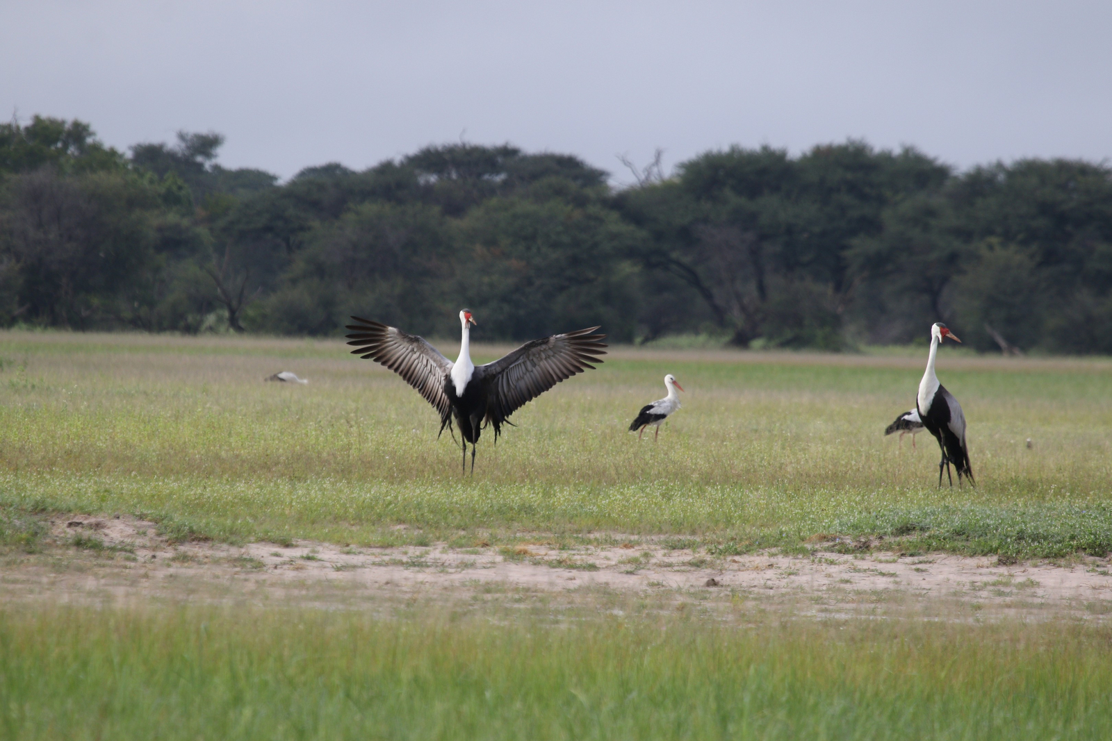 Imvelo Safaris Imvelo Safaris: Klunkerkraniche im Freien