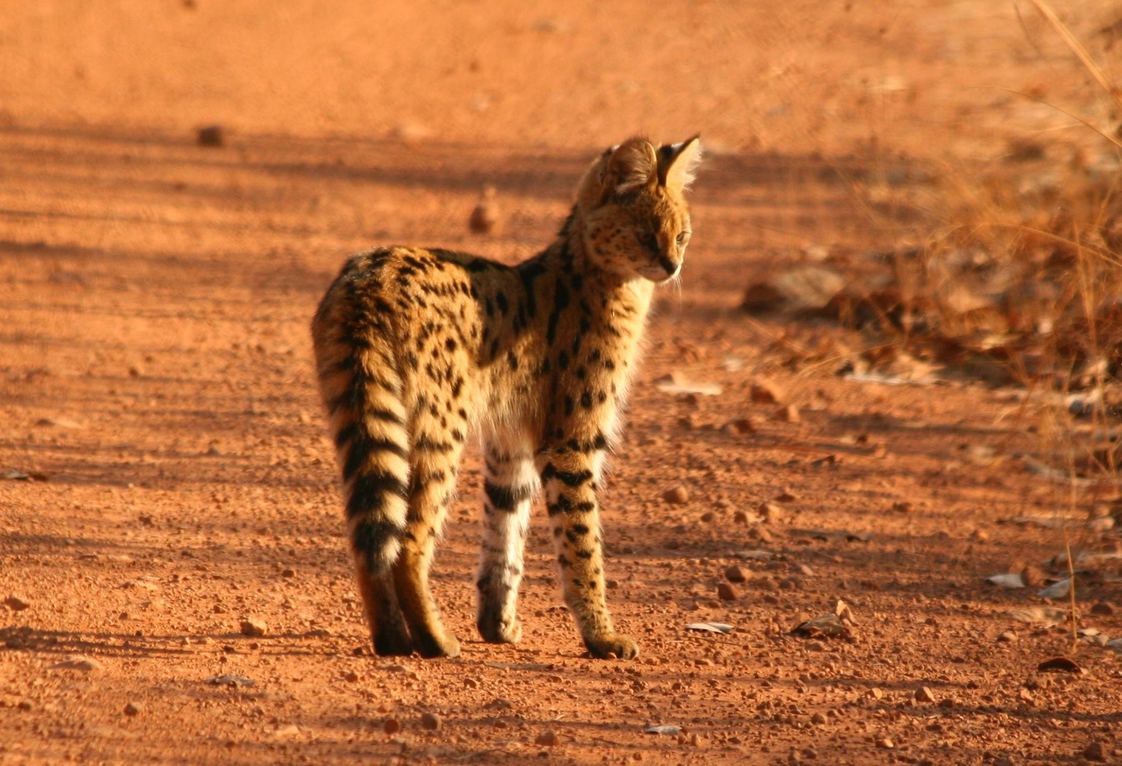 KaingU Safari Lodge KaingU Safari Lodge: Serval