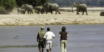 Kapamba Bushcamp: Walking Safari