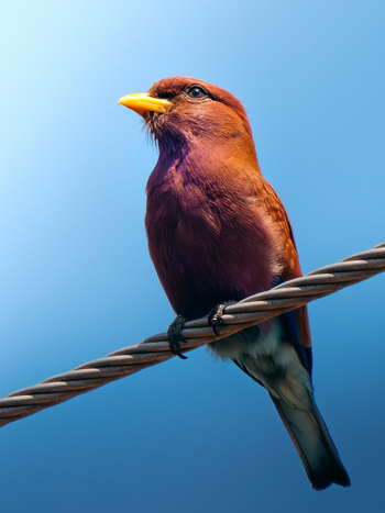 Katambuga House: Zimtracke