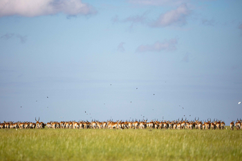 King Lewanika Lodge: Letschwen