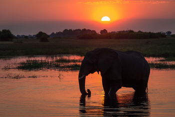 King's Pool Camp King's Pool Camp: Elefant vor der Sonne