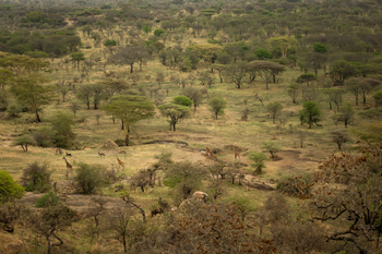 Kusini Serengeti: Tiere in der Landschaft