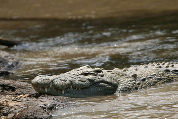 Legendary Songa Migrational Camp: Krokodil
