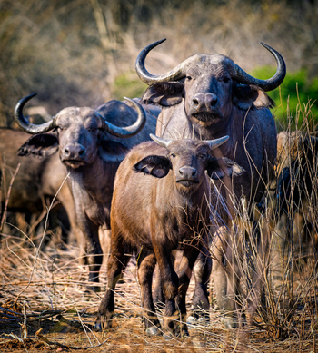 Little Vundu Camp Little Vundu Camp: Junger Büffel