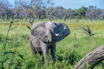 Losika Elephant Camp: Elefant mit erhobenem Rüssel im Buschland