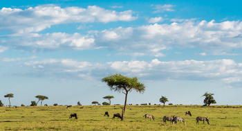 Losokwan Luxury Tented Camp: Zebras und Büffel nebeneinander