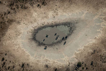 Machaba Camp: Elefanten an einem Wasserloch