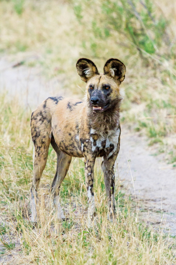 Moremi Game Reserve: Wildhund