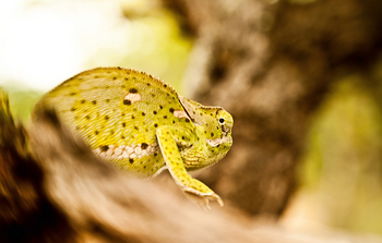 Musangano Lodge: Chamäleon