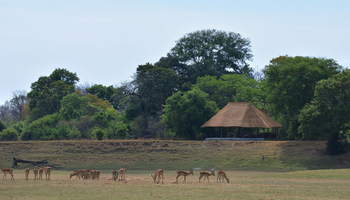 Nanzhila Lake Camp Nanzhila Lake Camp: Impalas vor dem Camp