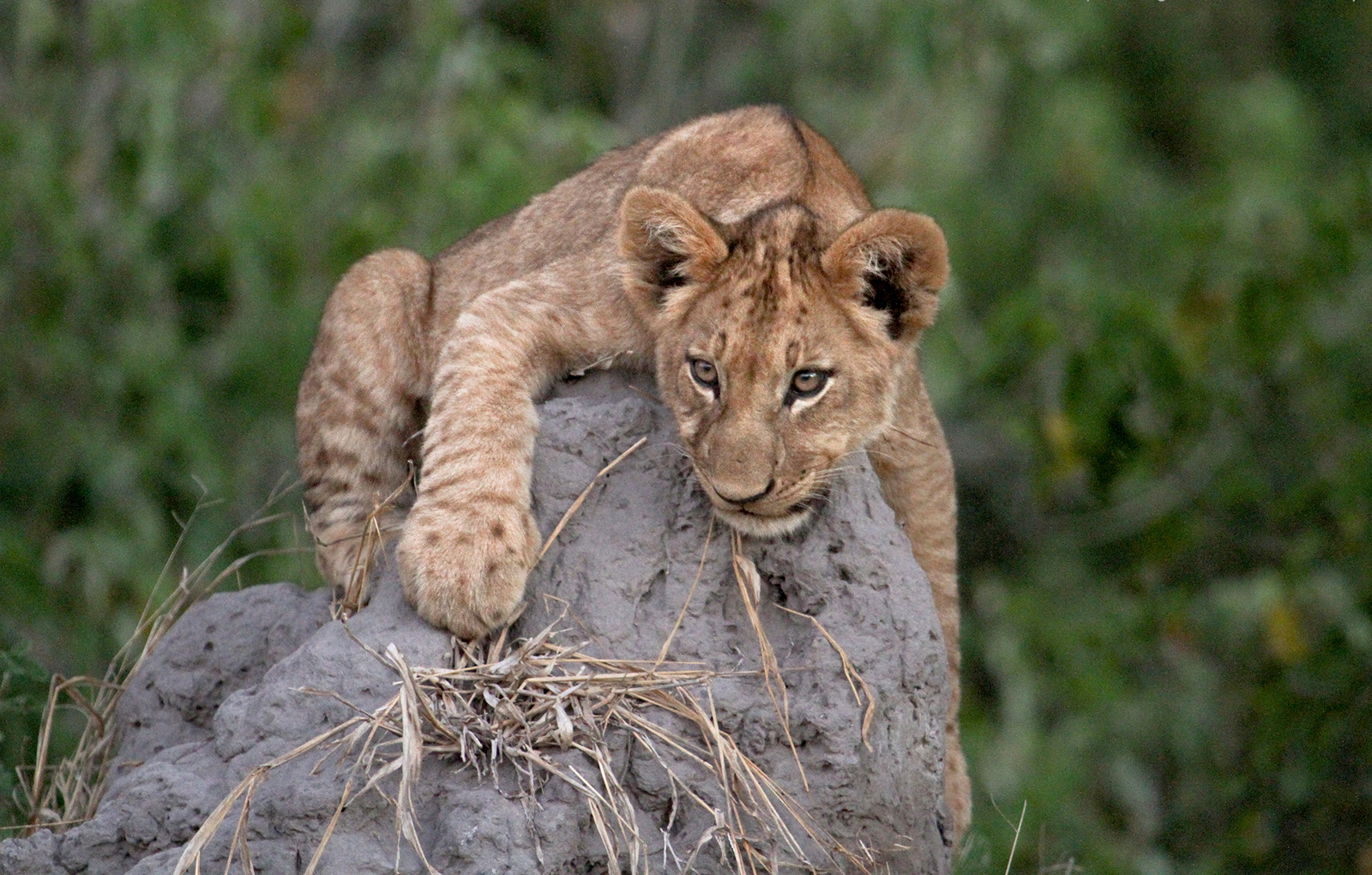 Nkasa Lupala Tented Lodge Nkasa Lupala Tented Lodge: Junger Löwe