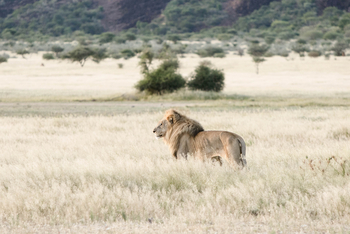 Old Traders Lodge: Löwe im Gras