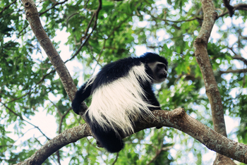 Rivertrees Country Inn: Blue Monkey