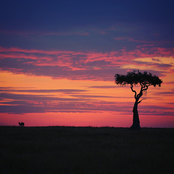 Saruni Mara Camp: Abendrot