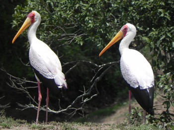 Saruni Samburu: Nimmersattstörche