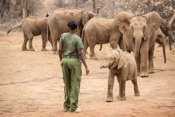 Saruni Samburu: Reteti Elephan Sanctuary