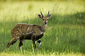 Selinda Explorers Camp Selinda Explorers Camp: Bushbuck