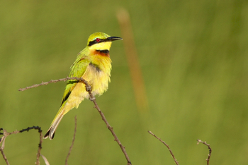 Setari Camp: Little Bee Eater