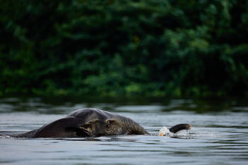 Sette Cama Eco Camp: Schnorchelnder Waldelefant