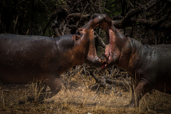 Shawa Luangwa Camp: Fighting Hippos