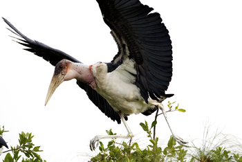 Shinde Lodge Shinde Lodge: Startender Marabu