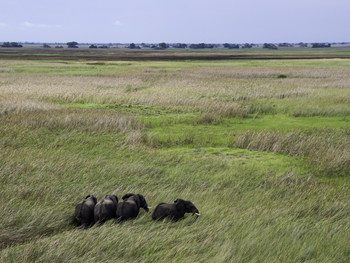Shumba Camp Shumba Camp: Elefanten im hohen Gras