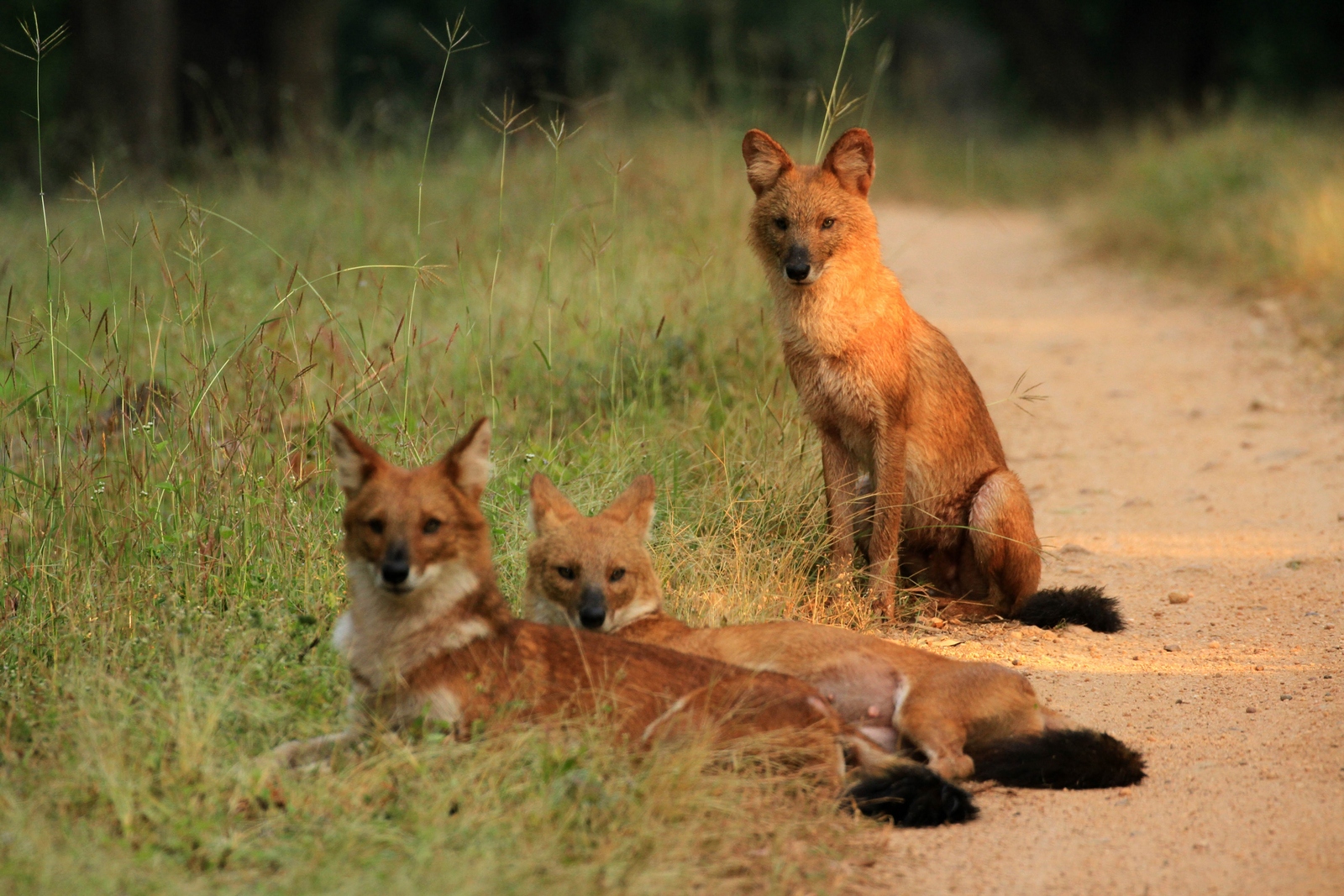 Singinawa Jungle Lodge Singinawa Jungle Lodge: Indische Wildhunde