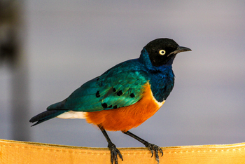 Sirikoi Lodge Sirikoi Lodge: Superb Starling
