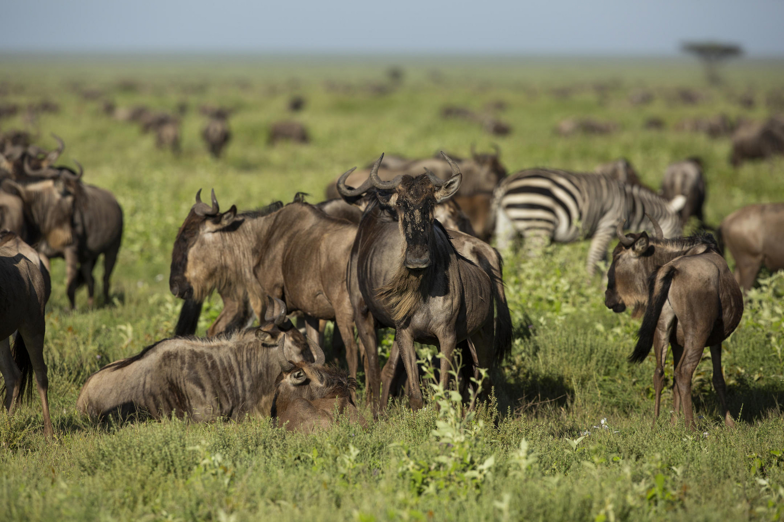 Siringit Serengeti Camp Siringit Serengeti Camp: Gnus und Zebras
