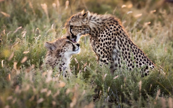 Soroi Larsens Tented Camp: Geparden