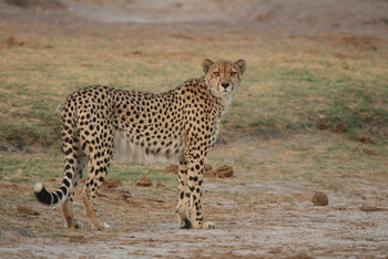The Hide: Gepard