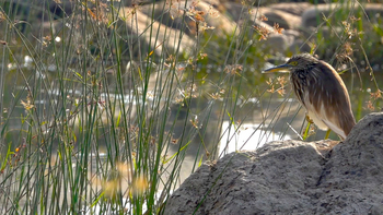 The Sarai at Toria: Reiher