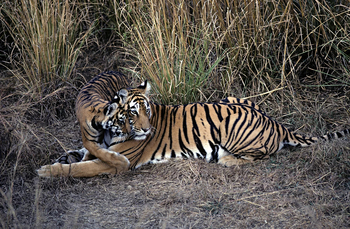 Tiger in Ranthambore National Park