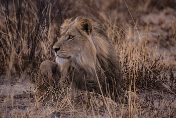 Tuskers Bush Camp: Löwe