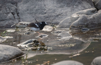 Vanghat: Spotted Forktail