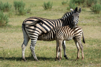 Vumbura Plains Camp: Zebrastute mit Fohlen