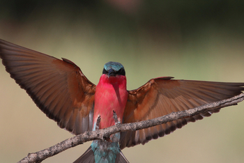 Zambezi Mubala Lodge: Carmine Bee-Eater
