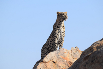 Ai Aiba Lodge Ai Aiba Lodge: Leopard