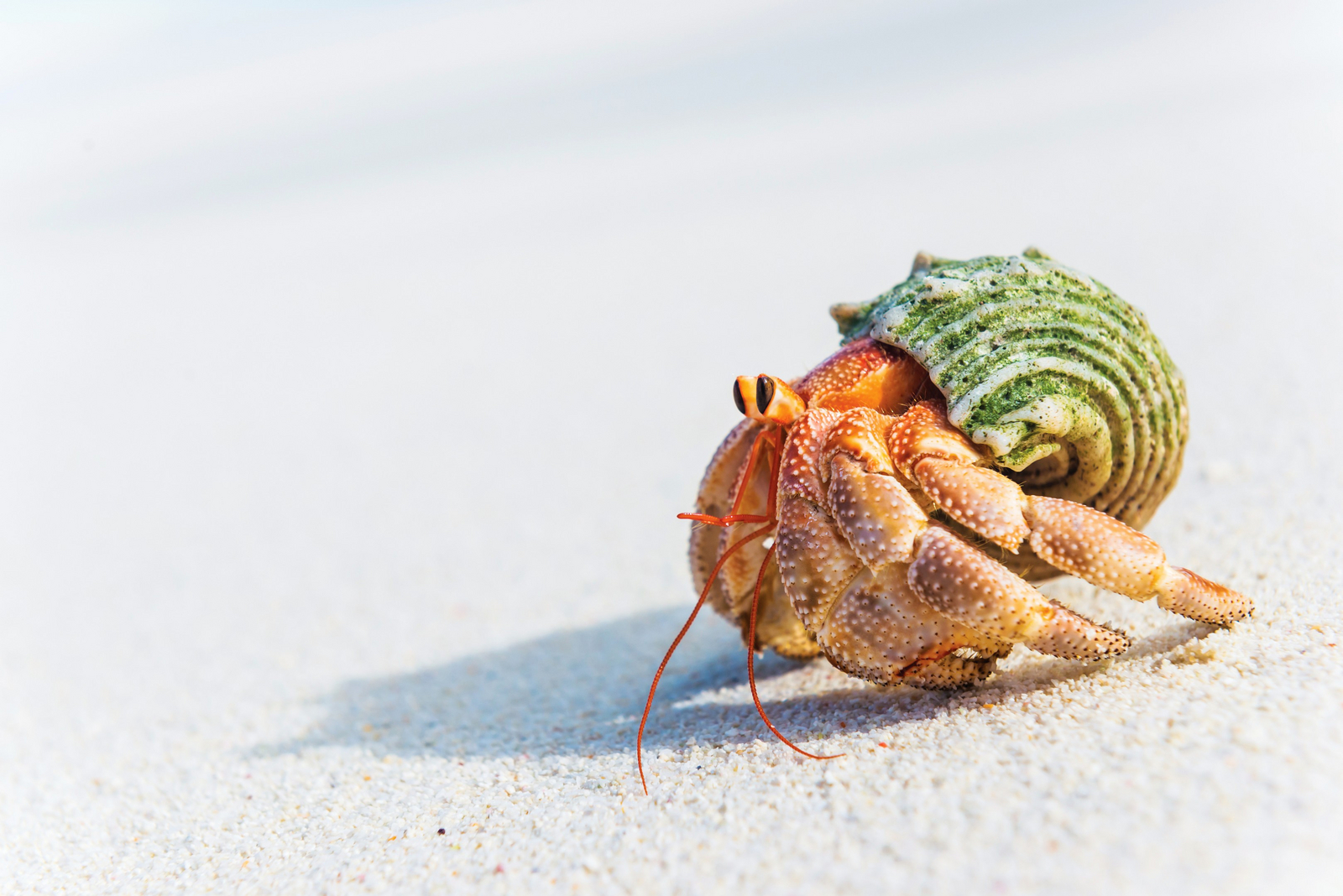 Alphonse Island Lodge Alphonse Island Lodge: Einsidlerkrebs