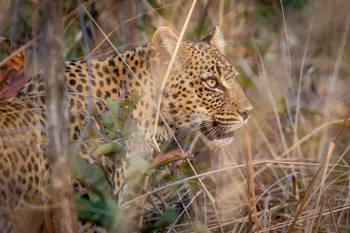 Anantara Tented Camp Kafue River: Leopard schleicht durch Gras