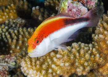 Astove Coral House: Gestreifter Korallenwächter